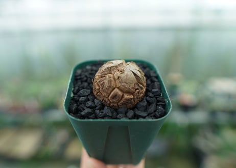 亀甲竜　Dioscorea elephantipes　No.3