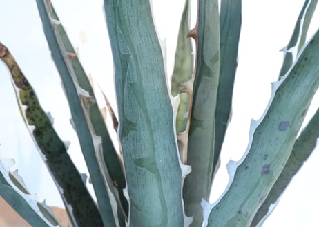 Agave difformis