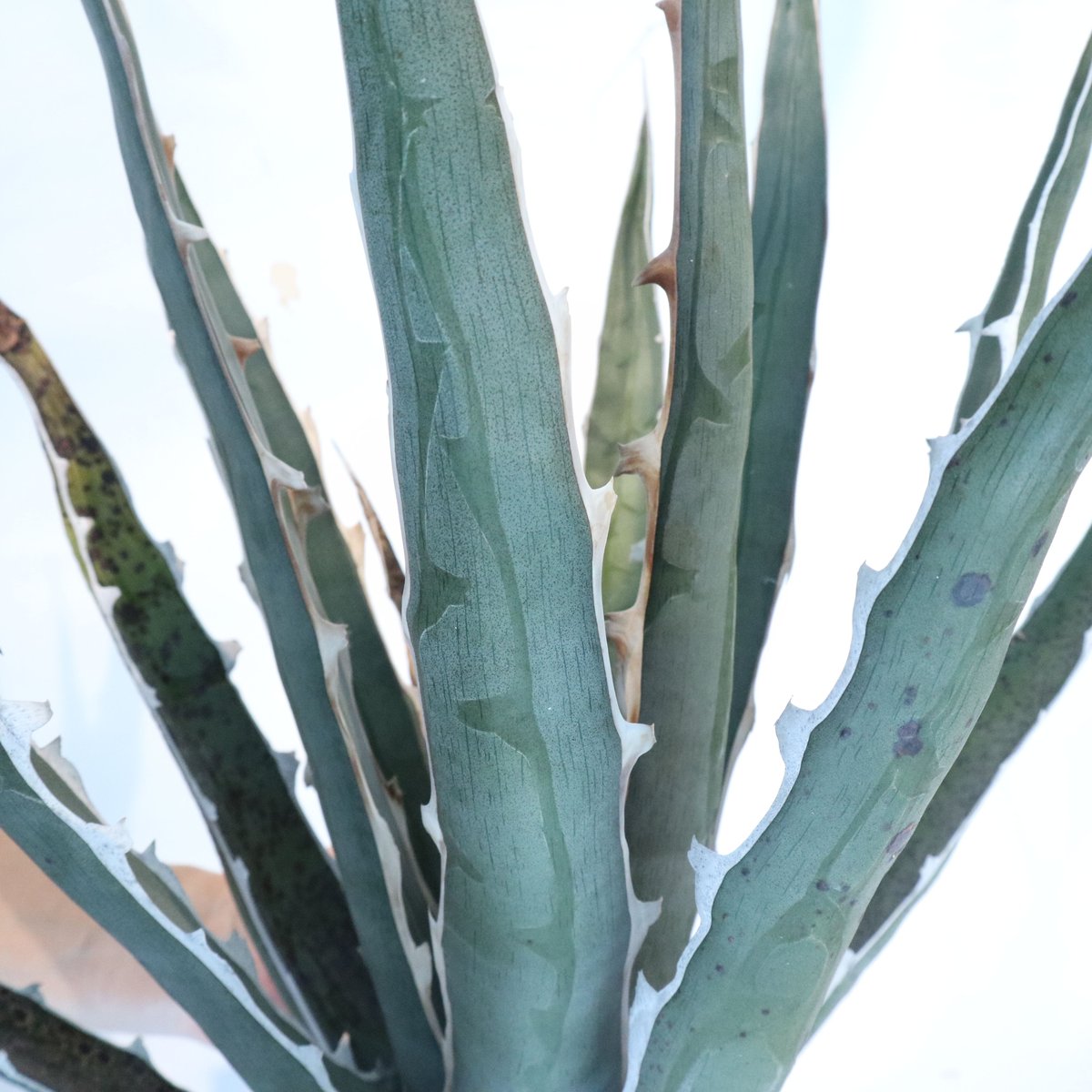 希少Agave difformis 大株 アガベ ディフォルミス Agave difformis