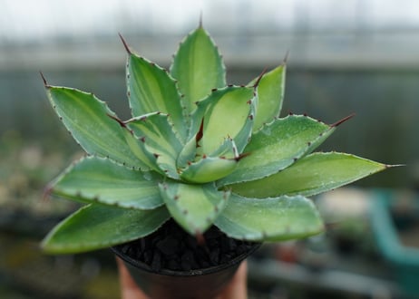 アガベ　 吉祥冠錦　Agave potatorum variegata
