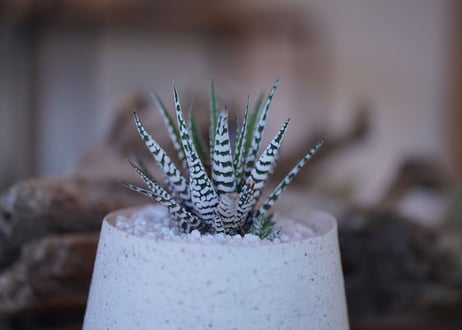 Haworthia fasciata