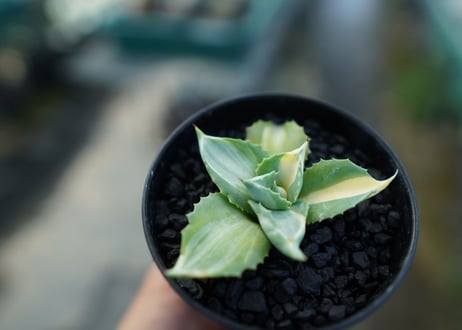 アガベ　王妃雷神錦　Agave　“Ohi Raijin Nishiki ”　No.1
