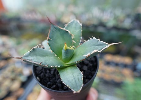 アガベ　チタノタ　FO-76　Agave titanota  FO-76　No.7