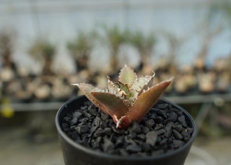 アガベ　チタノタ　FO-76　agave titanota  FO-76