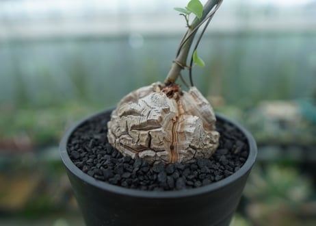 亀甲竜　Dioscorea elephantipes　No.2