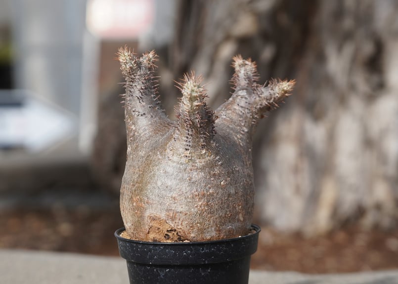 パキポディウム グラキリス No.6 | mana's farm:塊根植物・アガベ