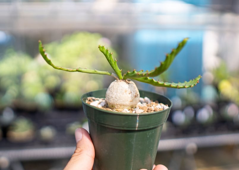 ユーフォルビア ステラータ | mana's farm:塊根植物・アガベ・ドライ