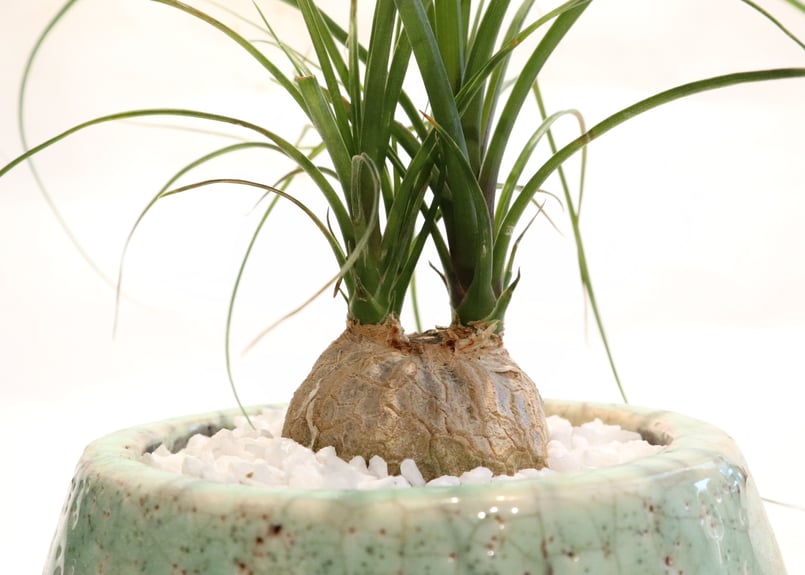 トックリラン ノリナ | mana's farm:塊根植物・アガベ・ドライガーデン