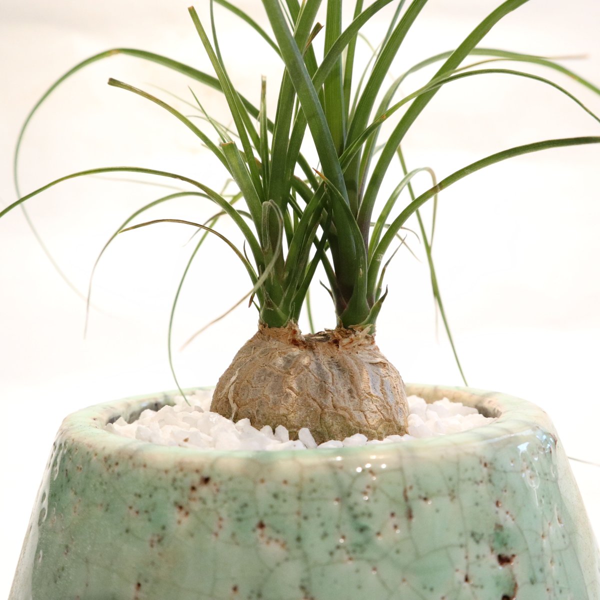 トックリラン ノリナ | mana's farm:塊根植物・アガベ・ドライガーデン