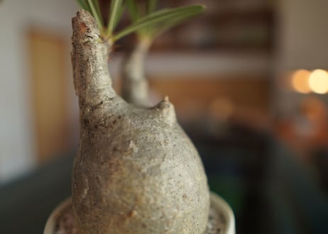 パキポディウム　グラキリス　 Pachypodium Gracilius