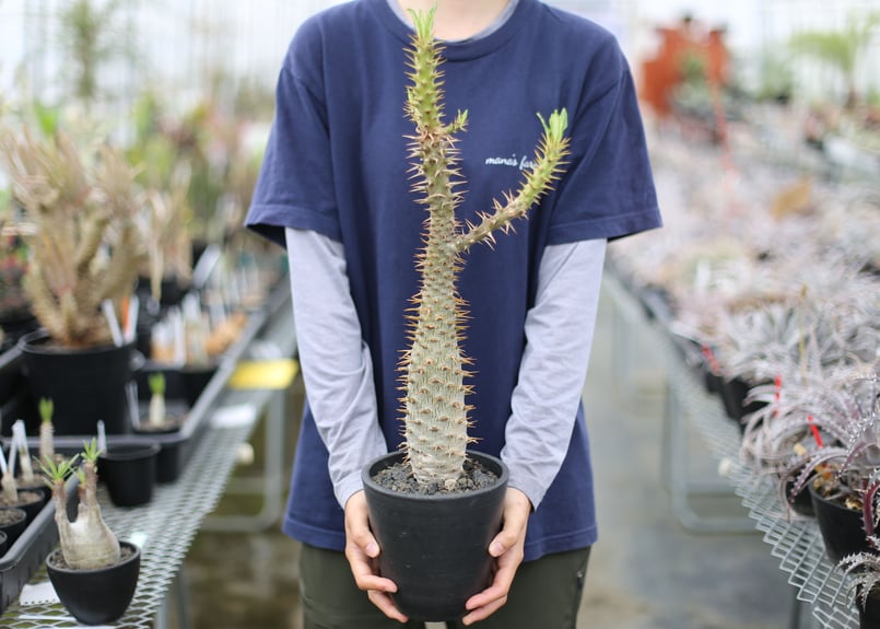 パキポディウム アンボンゲンセ | mana's green:塊根植物販売 パキポディウム アンボンゲンセ | mana's green:塊根植物販売