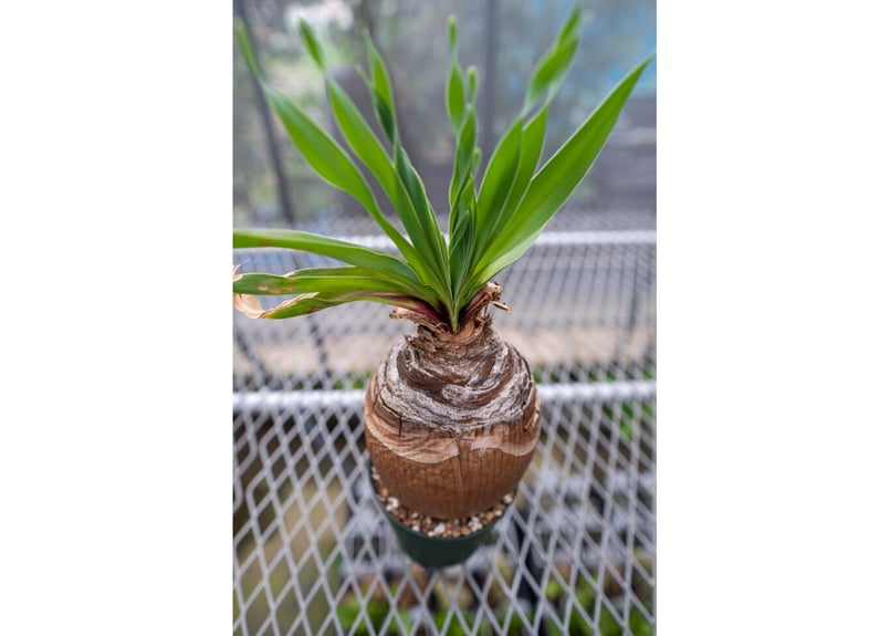 ブーファン ディスティチャ　セメント鉢 希少】ブーファン ディスティチャ | Gardenえん 【観葉熱帯植物
