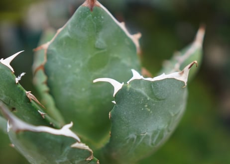 Agave titanota 白鯨 D NO.2