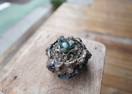 アガベ　チタノタ　 ブラックアンドブルー 　Agave titanota black and blue