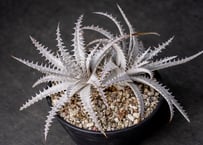 デウテロコニア クロランサ | mana's farm:塊根植物・アガベ・ドライ