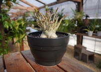 パキポディウム イノピナツム 国内実生 | mana's farm:塊根植物