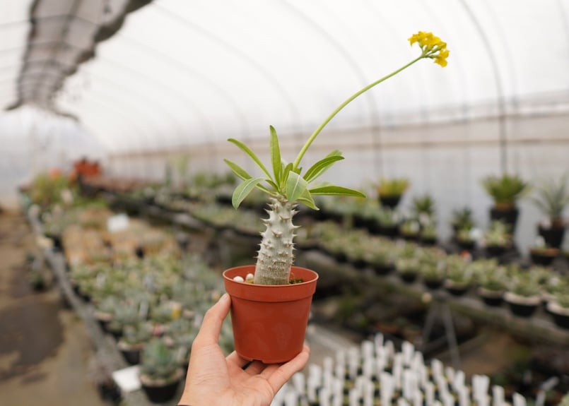 パキポディウム デンシフローラム 大 A NO.1 | mana's farm:塊根植物