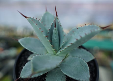 アガベ　ドラゴントゥース　Agave Dagontoes　No.2