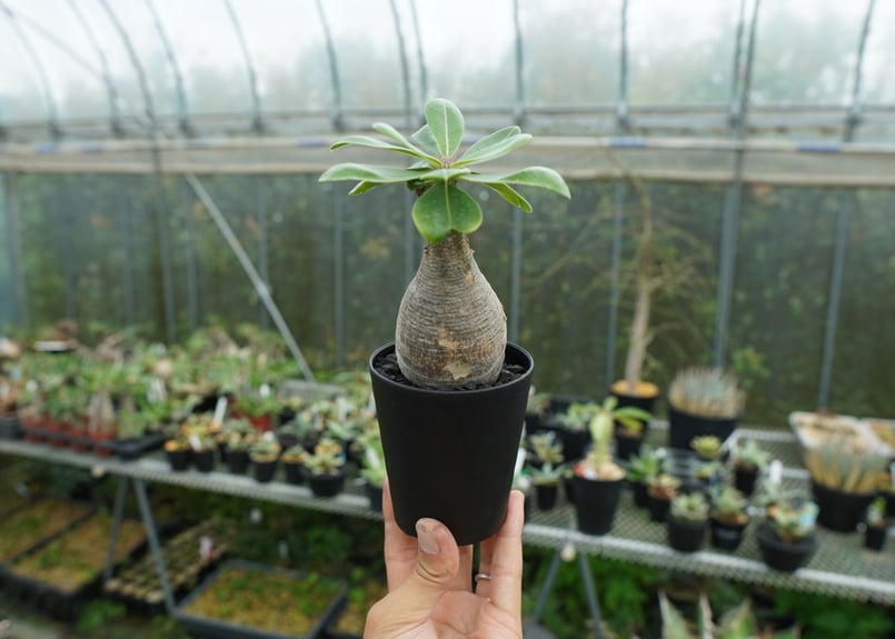 パキポディウム マカイエンセ Pachypodium makayense No.5 | man