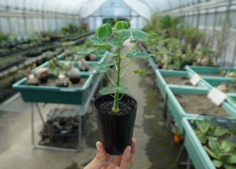 アデニア　グラウカ　Adenia glauca  No.9