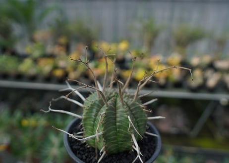 ユーフォルビア　スーパーバリダ　Euphorbia super valida  No.2