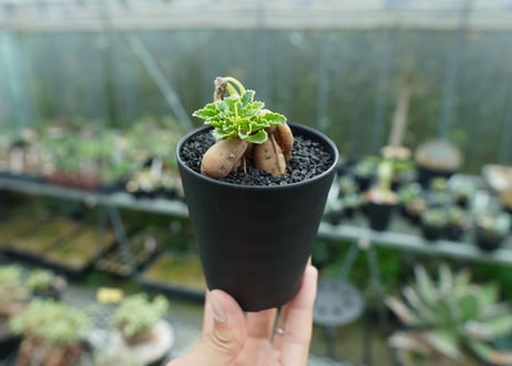 オトンナ　チュベローサ　Othonna tuberosa No.1