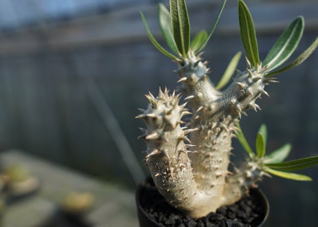 パキポディウム　伊藤ハイブリッド　Pachypodium 'Itoh Hybrid'  No.1