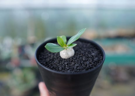 パキポディウム　恵比寿笑い　Pachypodium brevicaule　No.2