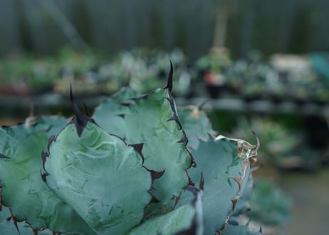 アガベ　チタノタ　 ブラックアンドブルー 　Agave titanota black and blue　No.1