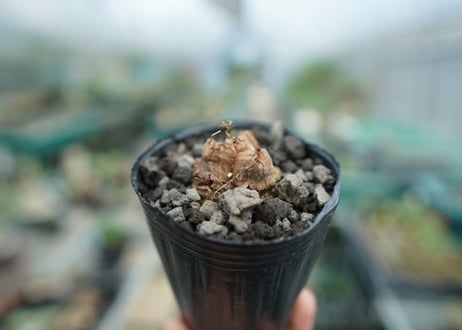 亀甲竜　Dioscorea elephantipes　No.3