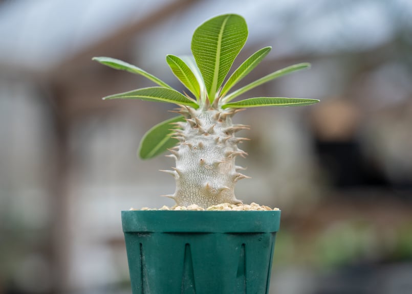 パキポディウム ホロンベンセ | mana's farm:塊根植物・アガベ・ドライ