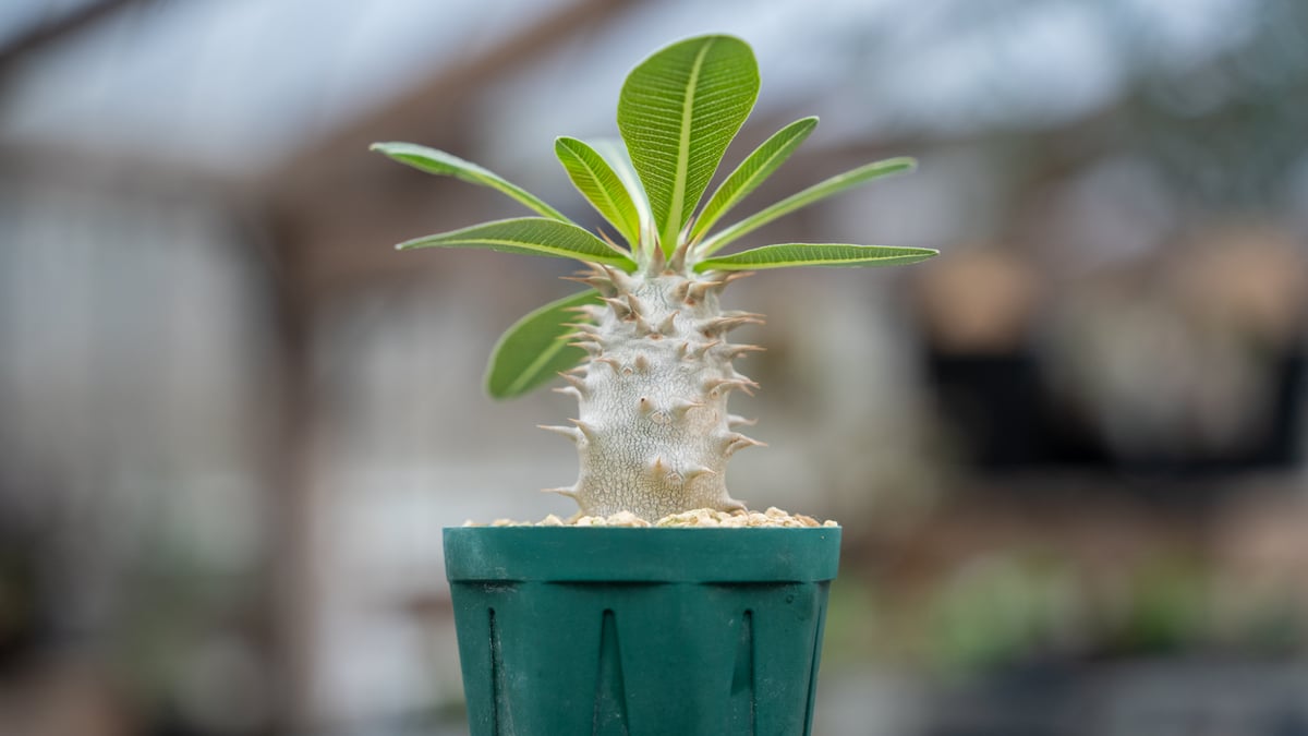 3頭➕3頭 塊根植物（大） パキポディウム ホロンベンセ DULTON 陶器鉢 パキポディウム ホロンベンセ | mana's farm:塊根植物・アガベ・ドライ