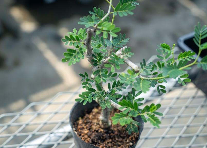 センナ メリディオナリス 挿し木 | mana's farm:塊根植物・アガベ