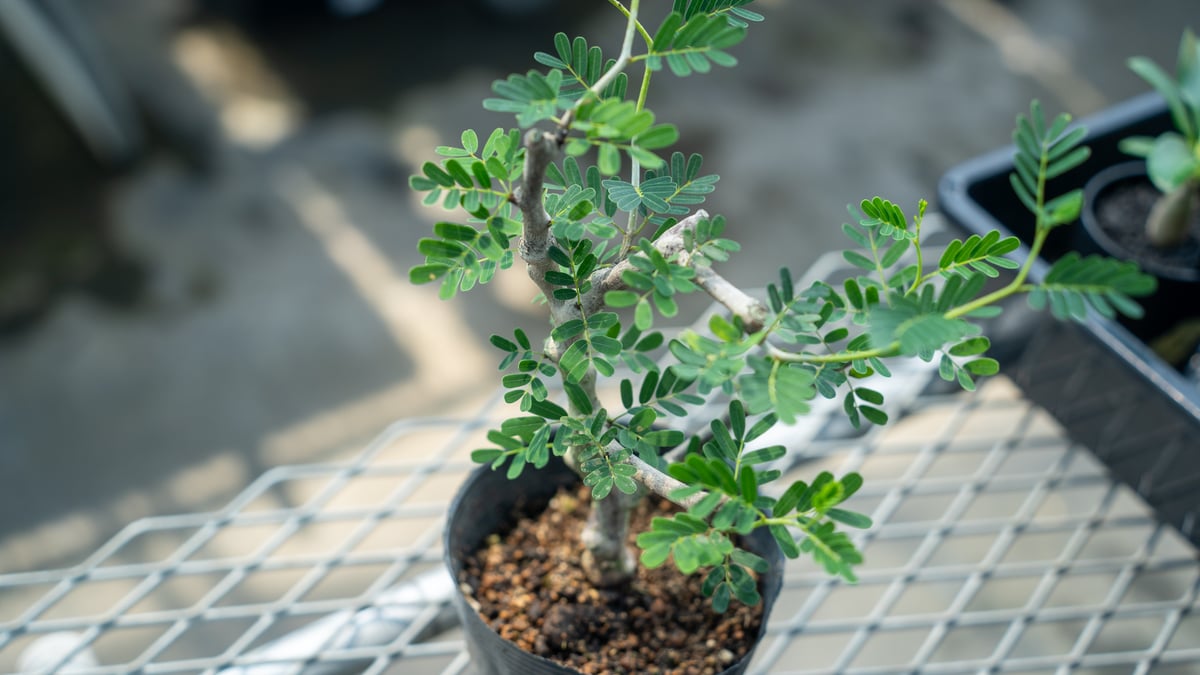 センナメリディオナリス　挿し木　抜き苗2セット 最終価格 2 巨大センナ・メリディオナリス 抜き苗 センナ メリディオ