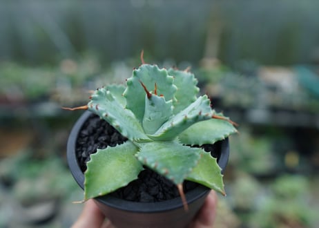 アガベ　イシスメンシス　Agave Isthmensis　No.1