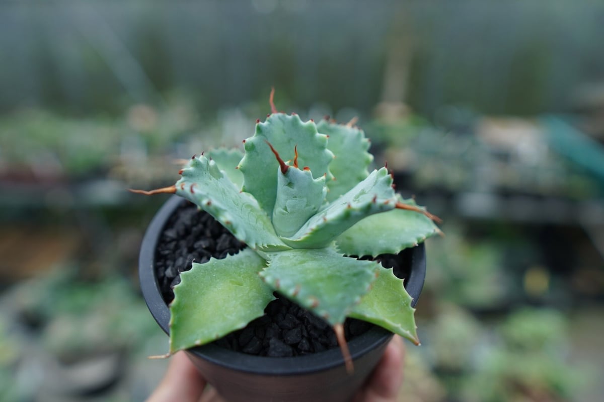 アガベ イシスメンシス Agave Isthmensis No.1 | mana's farm