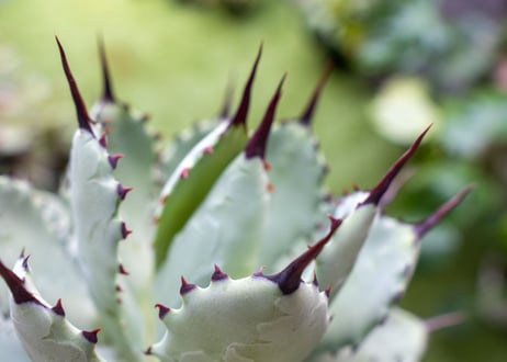 Agave macroacantha x Potatorum 中 NO.3 (G)