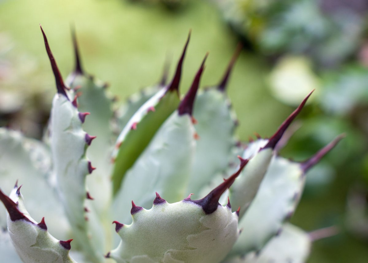 Agave potatorum✖️macroacantha【hybrid】230 Agave macroacantha x potatorum we sell sansevieria, agave