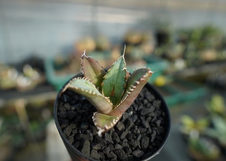 アガベ　チタノタ　FO-76　Agave titanota  FO-76　No.2
