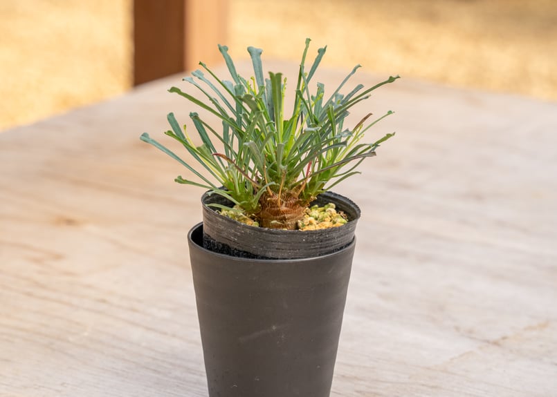 ユーフォルビア ムルチフォリア | mana's farm:塊根植物・アガベ