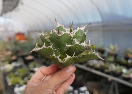 agave titanota ソーラーエクリプス　solareclipse　No.2