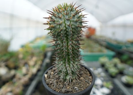 ユーフォルビア　ゼブラホリダ　Euphorbia horrida var. zebrina