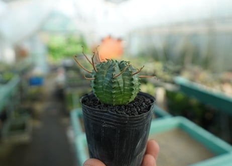 ユーフォルビア　スーパーバリダ　Euphorbia super valida  No.9