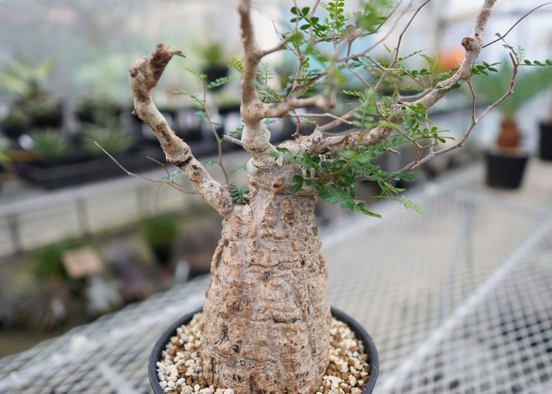 アデニア　アクレアータ　ソマリア　塊根　パキポ　オペルクリカリア　アガベ アデニア アクレアータ ソマリア 塊根 パキポ オペルクリカリア