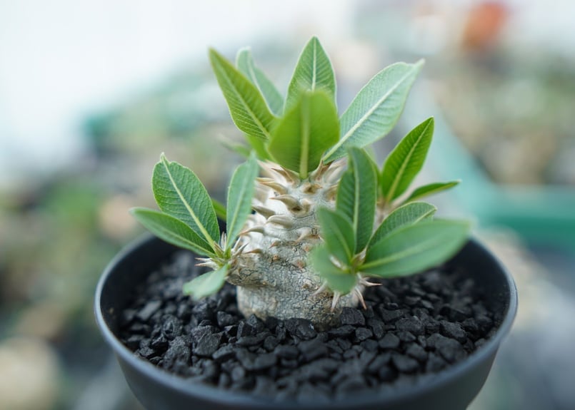 BARREAL様パキポディウム　恵比寿大黒　150株セット BARREAL様パキポディウム 恵比寿大黒 150株セット パキポディウム