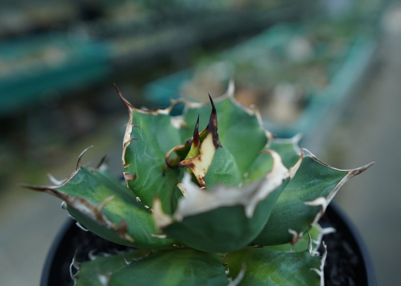 アガベ チタノタ 鬼爪雪峰 Agave titanota “Onitsume Yukimin アガベ チタノタ 鬼爪雪峰 Agave titanota “Onitsume Yukimin