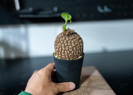 ステファニア　スベローサ