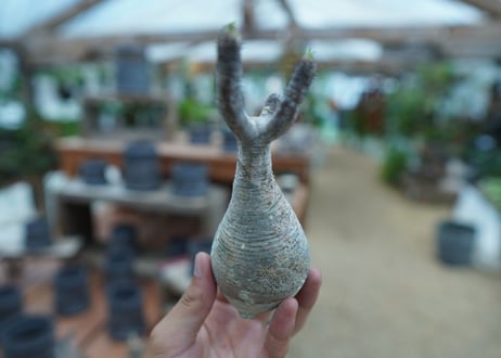 【抜き苗】パキポディウム　グラキリス　 Pachypodium Gracilius  No.8