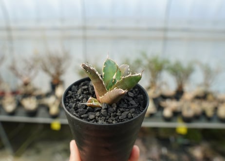 アガベ　チタノタ　鬼爪雪峰  Agave titanota “Onitsume Yukimine”