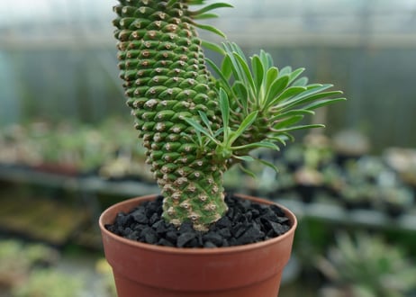 ユーフォルビア　ソテツキリン "パイナップルコーン"　Euphorbia sotetsukirin  No.2